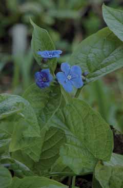 251 Omphalodes v.jpg