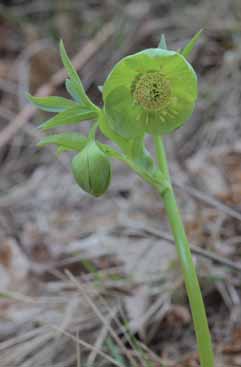 Helleborus viridis. Foto G.Parolo