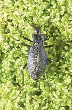 I17A Carabus intricatus.jpg