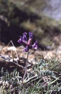 Oxytropis lapponica. Foto S.Frattini