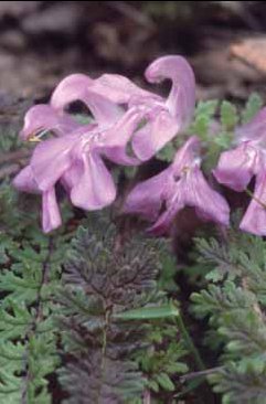 277 Pedicularis ac.jpg