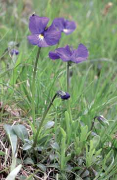 Viola culminis. Foto F.Fenaroli