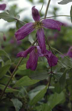 Clematis viticella. Foto S.Frattini