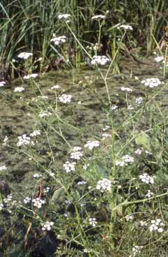 Oenanthe aquatica. Foto S.Frattini