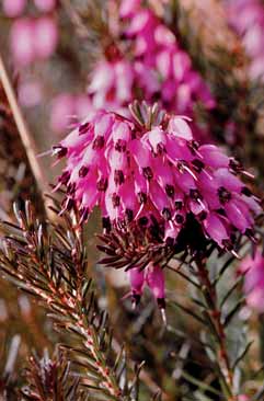 Erica carnea subsp. carnea. Foto G.Parolo