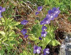 286a Pinguicula leptoceras.jpg