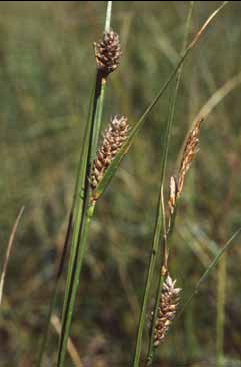 439 Carex lasioc.jpg