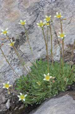 Saxifraga exarata. Foto G. Parolo