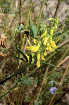 Melilotus altissimus. Foto B.Pierini