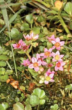 Sedum villosum. Foto G.Parolo