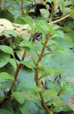 Ludwigia palustris. Foto G.Brusa