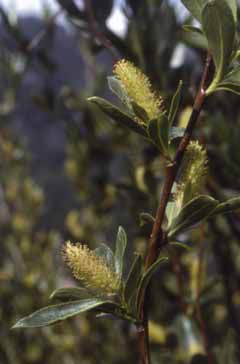 Salix pentandra. Foto S.Frattini