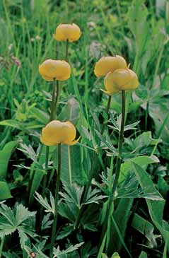 Trollius europaeus subsp. europaeus. Foto G.Parolo