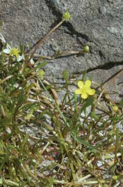 Ranunculus reptans. Foto. G.Brusa