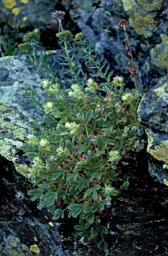 Potentilla grammopetala. Foto B.Raimondi