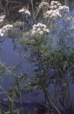 Cicuta virosa. Foto S.Frattini