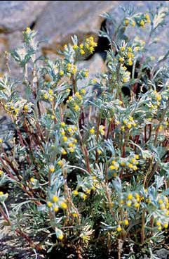 327 Artemisia umbelliformis.jpg