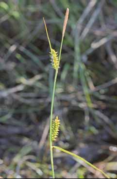 435 Carex punct.jpg