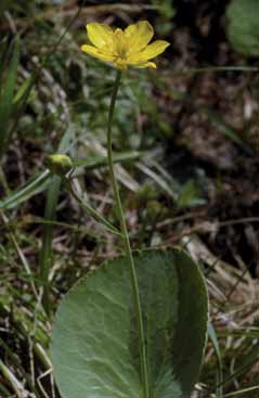 Ranunculus thora. Foto G.Parolo