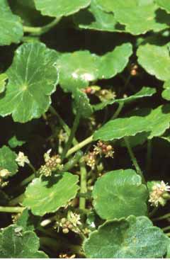 Hydrocotyle vulgaris. Foto S.Frattini