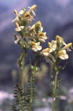 282 Pedicularis ad.jpg