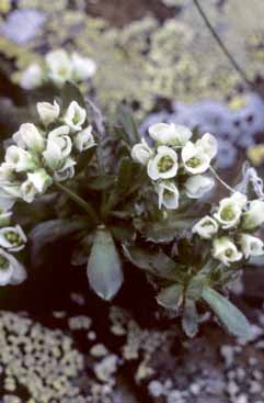 Draba fladnizensis. Foto F.Fenaroli