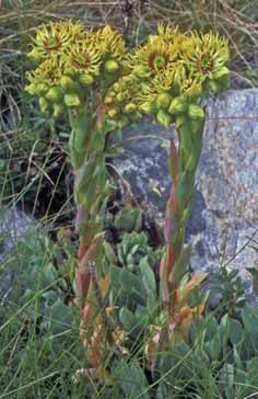 Sempervivum wulfenii. Foto G. Parolo