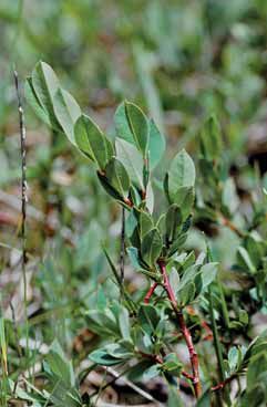 Salix caesia. Foto G.Parolo