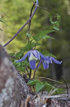 Clematis alpina. Foto G.Parolo