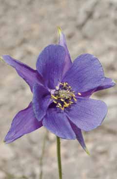 113b Aquilegia brauneana.jpg