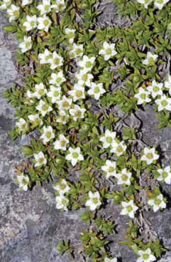 Minuartia rupestris subsp. rupestris. Foto G.Parolo