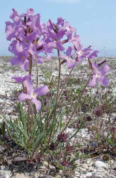 Matthiola fruticulosa subsp. valesiaca. Foto P.Siega Vignut