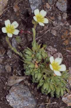 Saxifraga muscoides. Foto G. Parolo