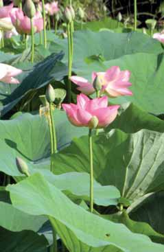 Nelumbo nucifera. Foto G. Brusa