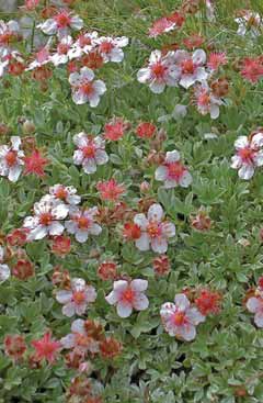 Potentilla nitida. Foto G.Parolo