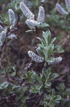 Salix glauco. Foto S. Frattini