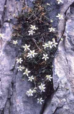 Moehringia glaucovirens. Foto S.Frattini