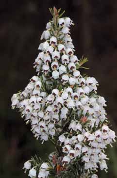 Erica arborea. Foto G.Parolo