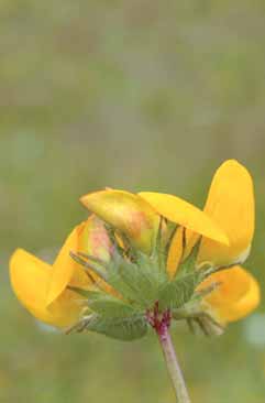 Lotus pedunculatus. Foto A.Jagel