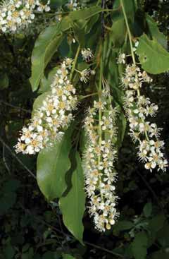 Prunus serotina. Foto G. Brusa