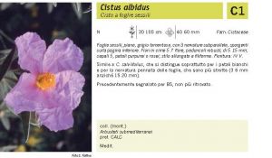 Flora Pagina 120 B.jpg