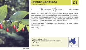 Flora Pagina 222 A.jpg