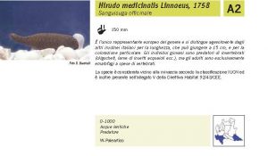 Fauna Pagina 284 B.jpg