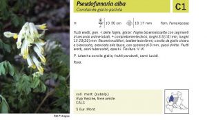 Flora Pagina 082 A.jpg