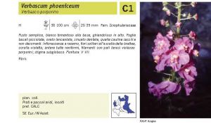 Flora Pagina 159 B.jpg