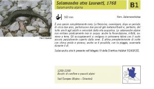 Fauna Pagina 304 A.jpg