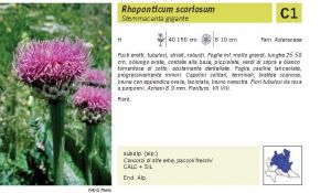 Flora Pagina 196 B.jpg