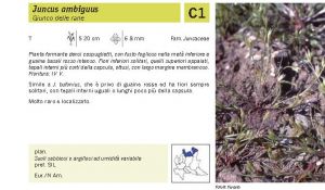 Flora Pagina 229 B.jpg