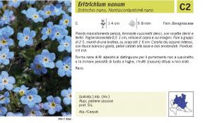 Flora Pagina 152 A.jpg