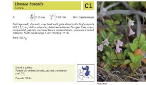 Flora Pagina 171 B.jpg